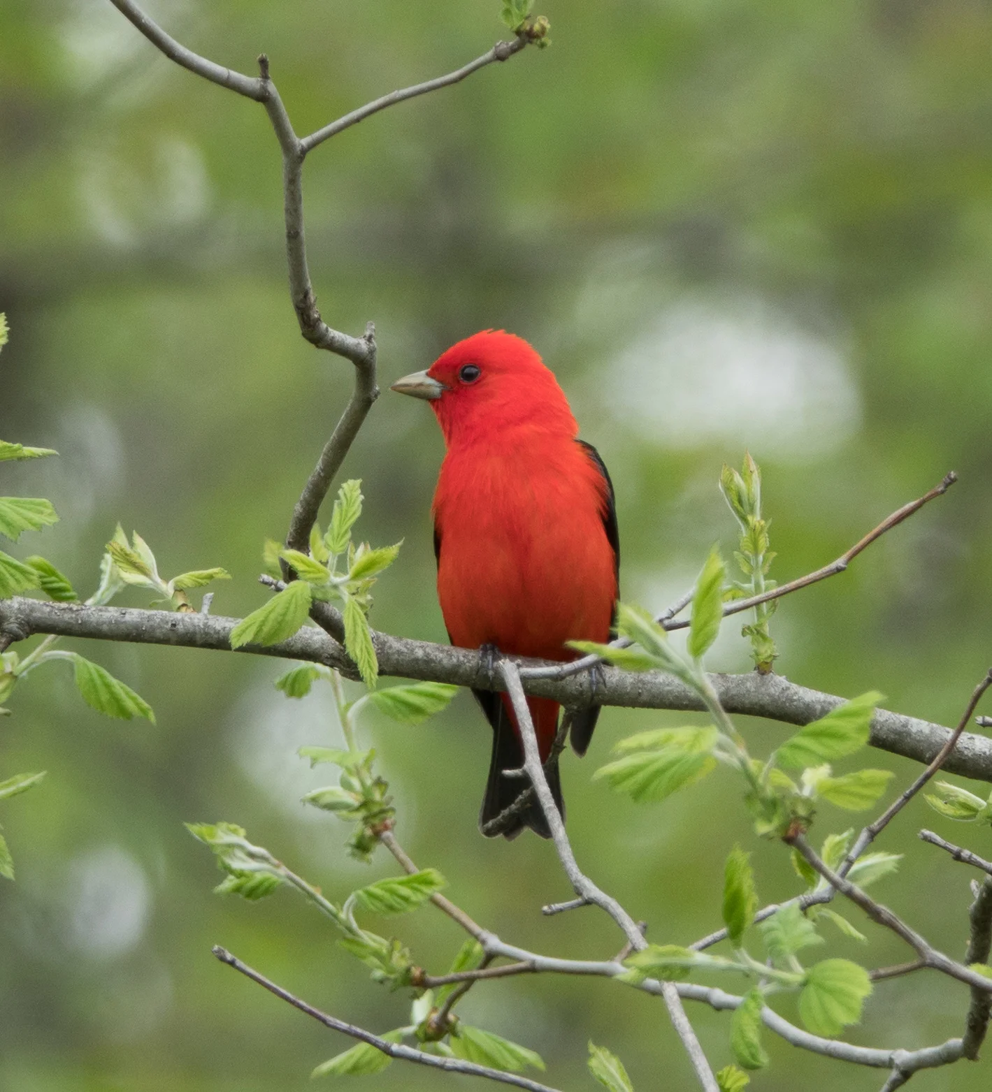 Birding by Transit: Humboldt Park — Chicago Ornithological Society